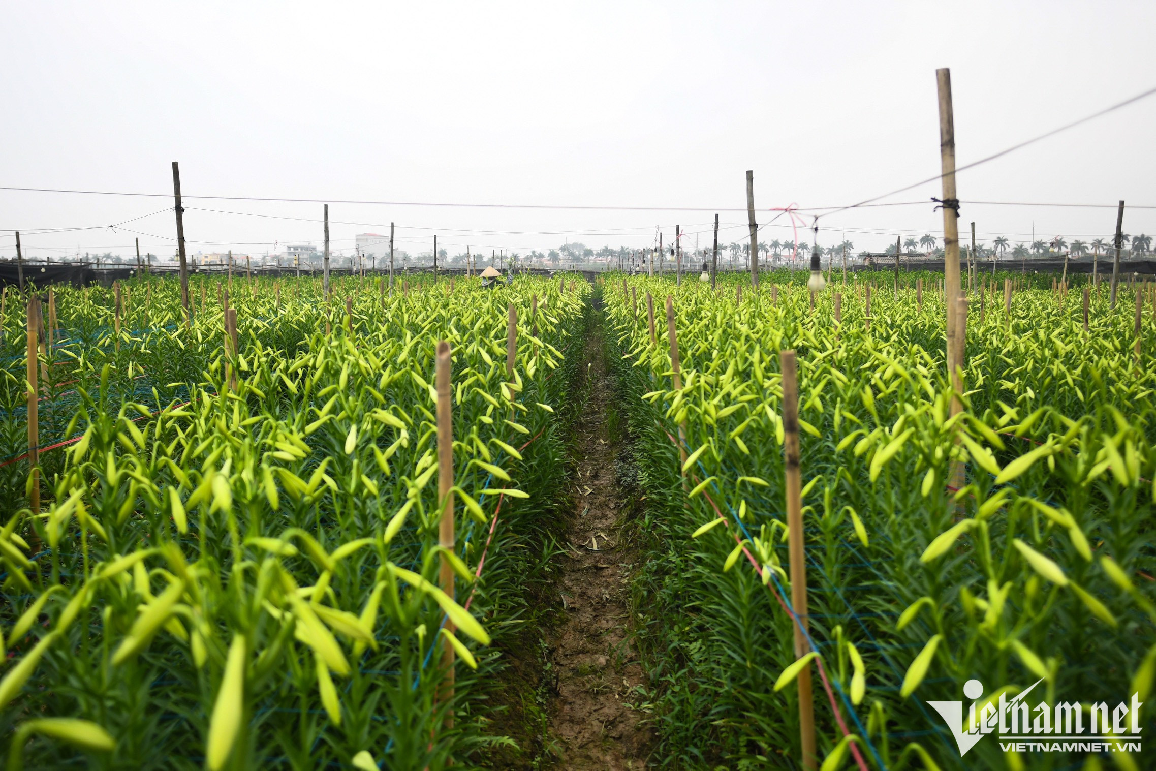 Mùa hoa loa kèn bung nở, chủ vườn thu hàng chục triệu mỗi ngày-1