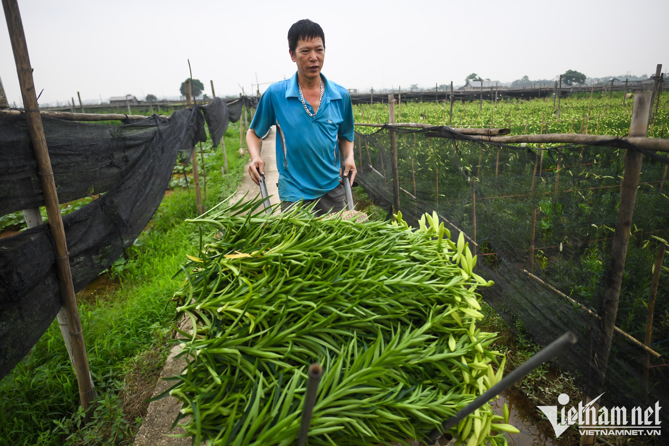 Mùa hoa loa kèn bung nở, chủ vườn thu hàng chục triệu mỗi ngày-3