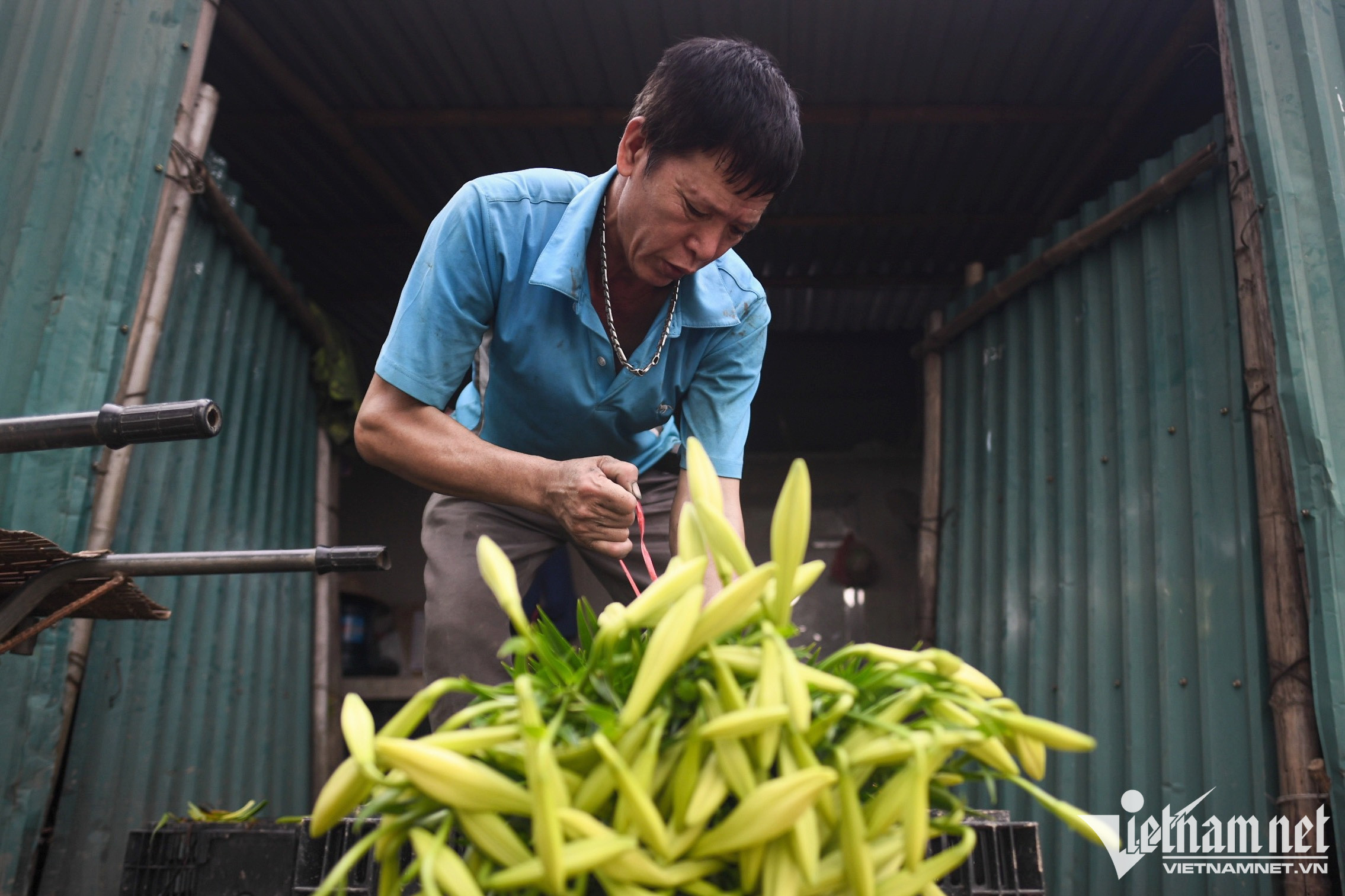 Mùa hoa loa kèn bung nở, chủ vườn thu hàng chục triệu mỗi ngày-4