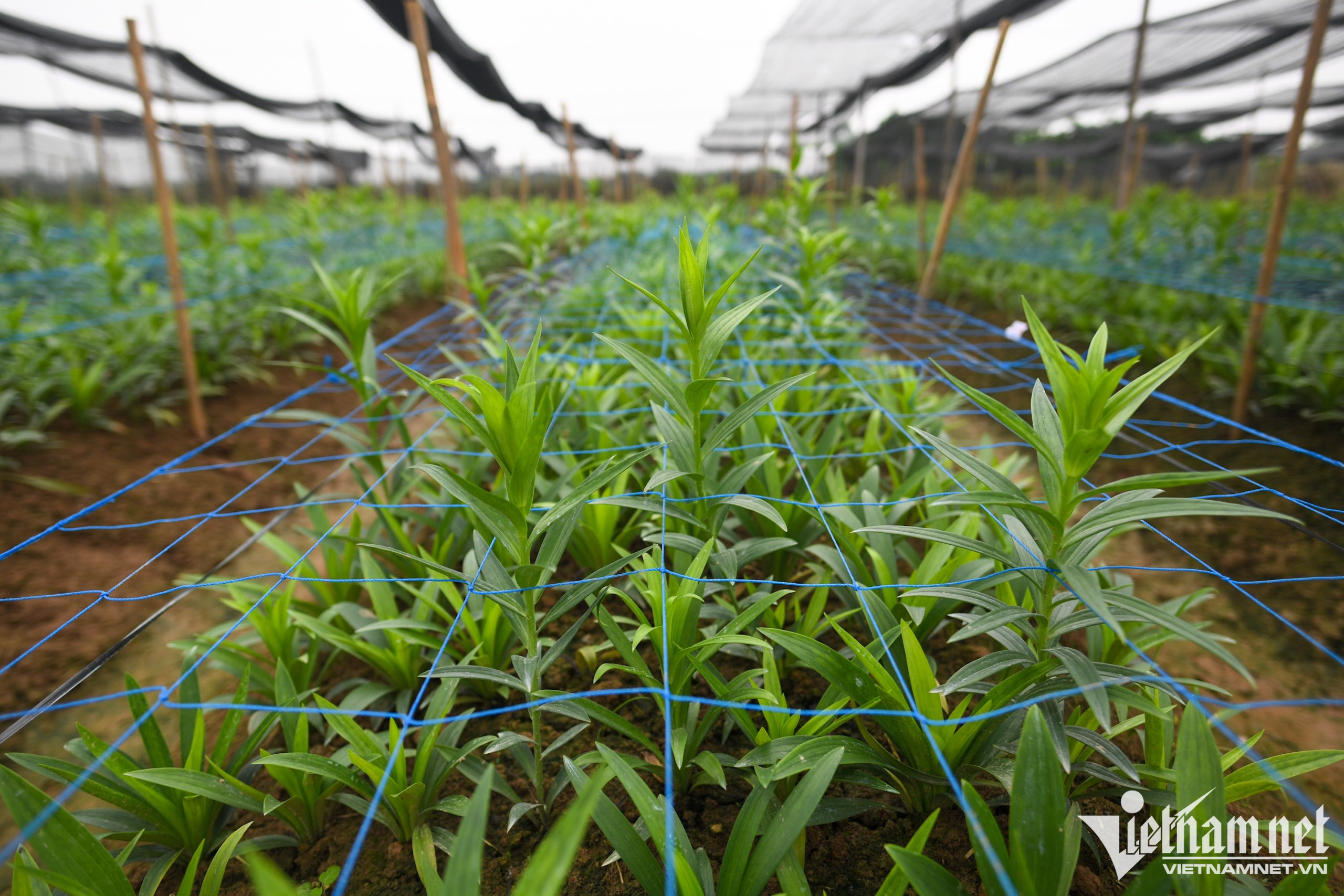 Mùa hoa loa kèn bung nở, chủ vườn thu hàng chục triệu mỗi ngày-5