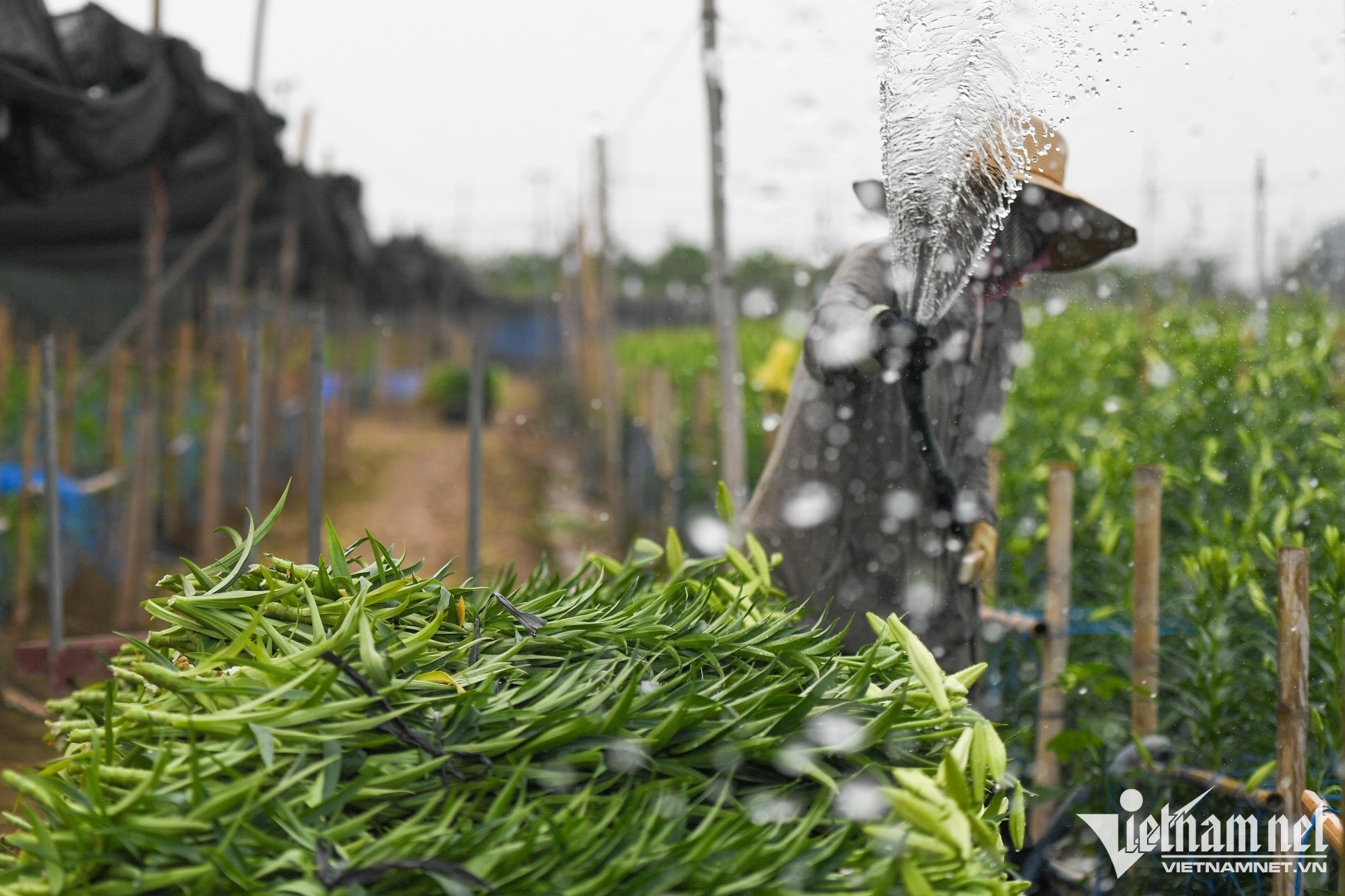 Mùa hoa loa kèn bung nở, chủ vườn thu hàng chục triệu mỗi ngày-10