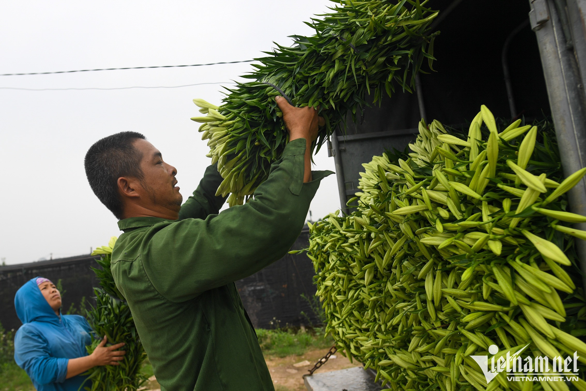 Mùa hoa loa kèn bung nở, chủ vườn thu hàng chục triệu mỗi ngày-11