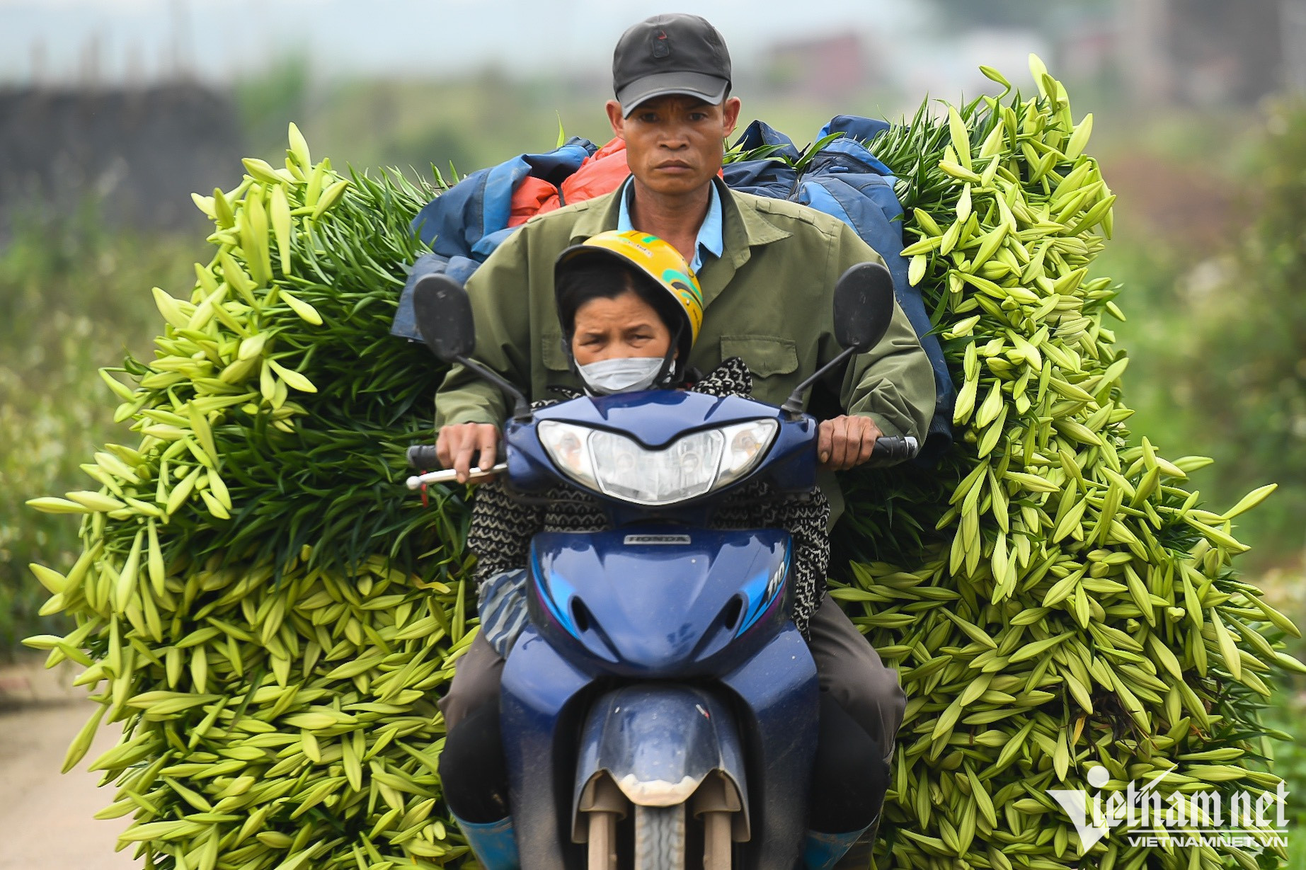 Mùa hoa loa kèn bung nở, chủ vườn thu hàng chục triệu mỗi ngày-12