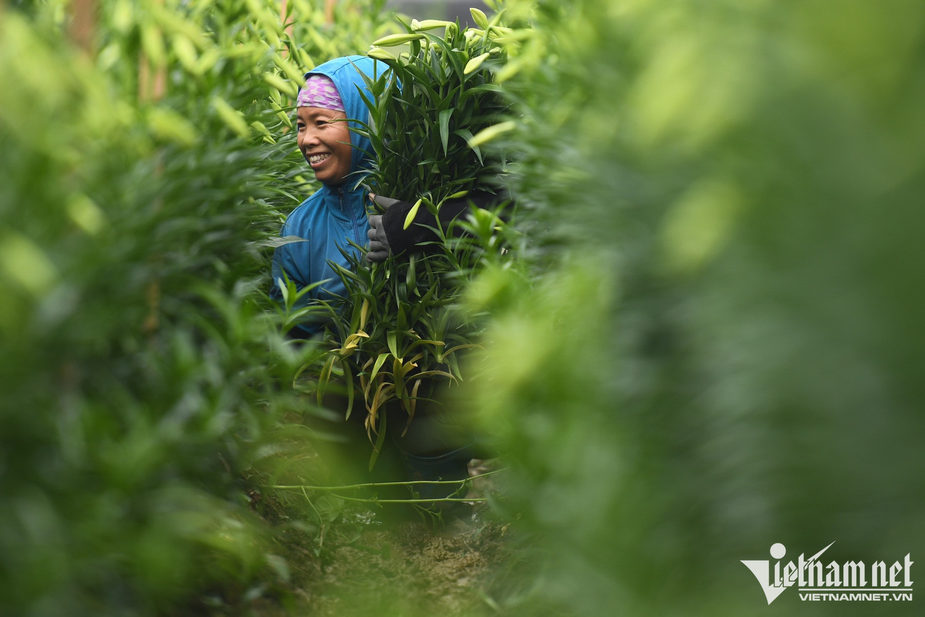 Mùa hoa loa kèn bung nở, chủ vườn thu hàng chục triệu mỗi ngày-9