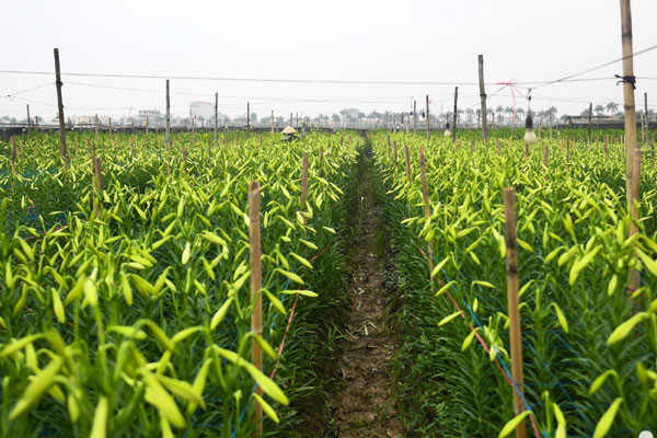 Người dân thu hàng trăm triệu đồng ở thủ phủ hoa loa kèn-10