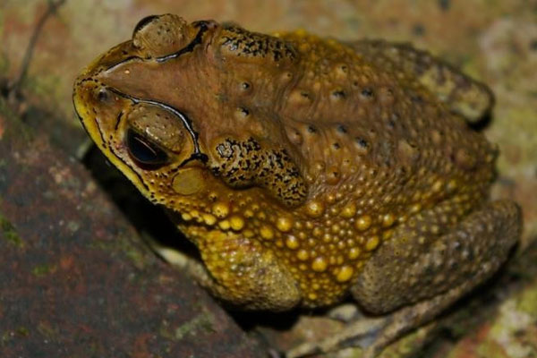 Sai lầm gây chết người khi chế biến thịt cóc-1