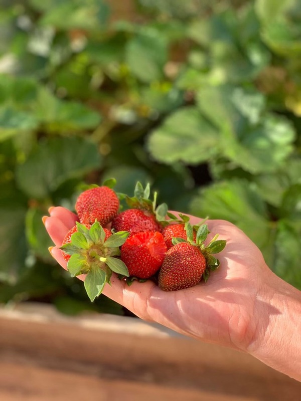 Khu vườn đủ loại rau quả sạch của cặp đôi bỏ phố về quê-2