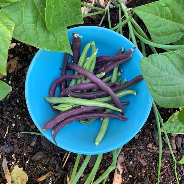 Khu vườn đủ loại rau quả sạch của cặp đôi bỏ phố về quê-3