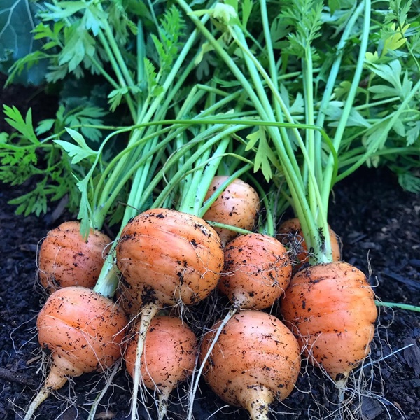 Khu vườn đủ loại rau quả sạch của cặp đôi bỏ phố về quê-4