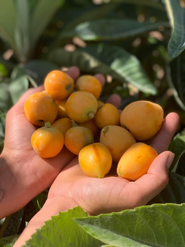 Khu vườn đủ loại rau quả sạch của cặp đôi bỏ phố về quê-6