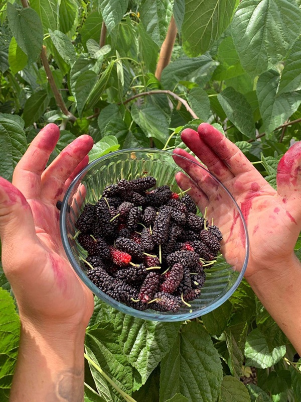 Khu vườn đủ loại rau quả sạch của cặp đôi bỏ phố về quê-7