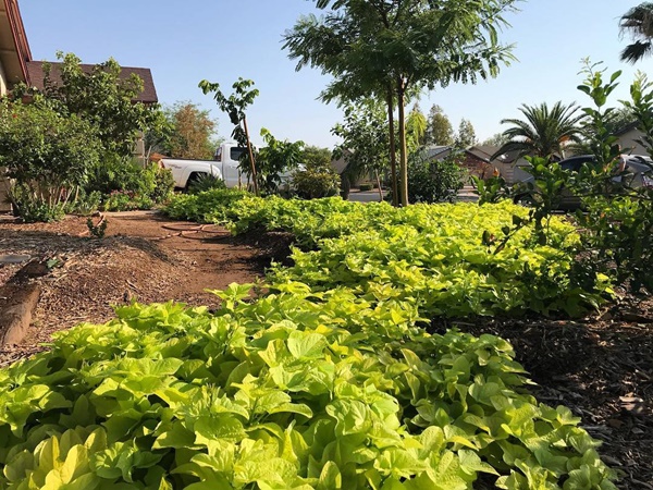 Khu vườn đủ loại rau quả sạch của cặp đôi bỏ phố về quê-9