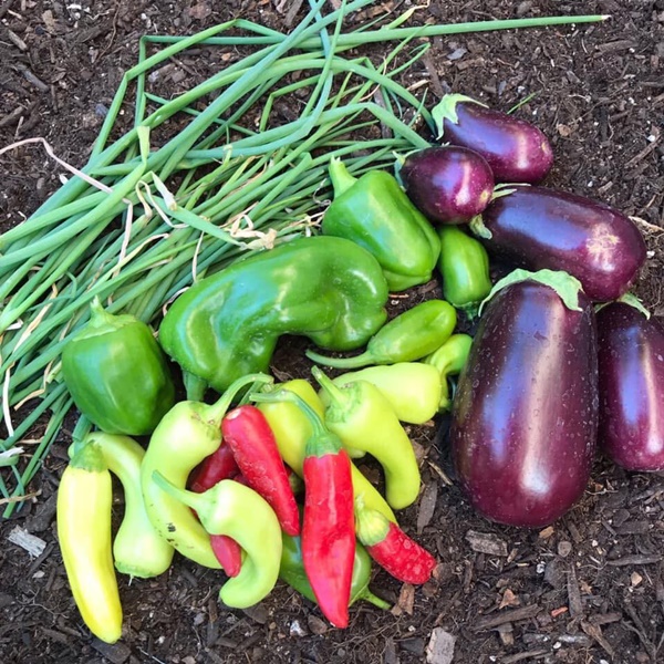 Khu vườn đủ loại rau quả sạch của cặp đôi bỏ phố về quê-10