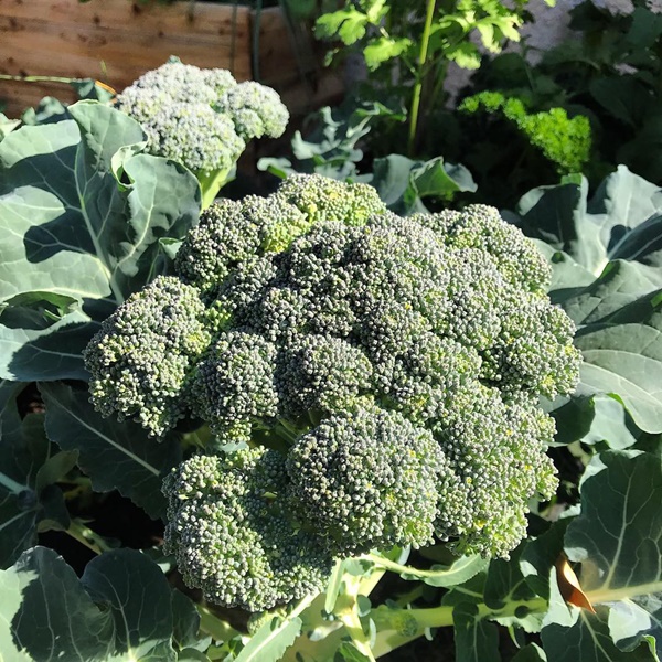 Khu vườn đủ loại rau quả sạch của cặp đôi bỏ phố về quê-11