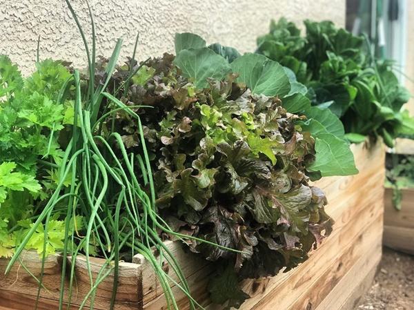 Khu vườn đủ loại rau quả sạch của cặp đôi bỏ phố về quê-12