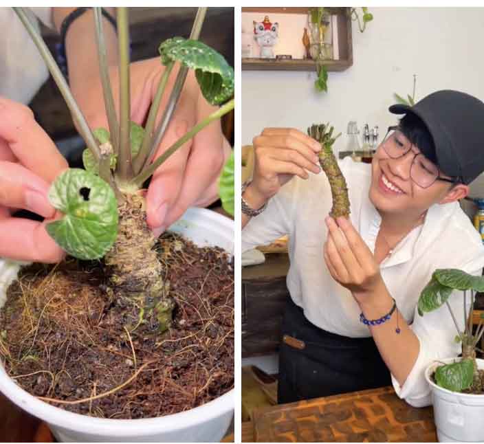 Thử mua cây Wasabi thật có giá 6 triệu/kg để ăn thử, chàng trai nhíu mày vì vị hoàn toàn khác lạ-1