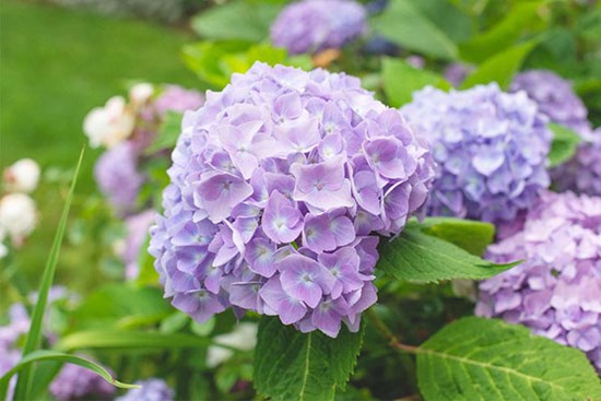 3 con giáp nữ chịu thương chịu khó, sau này có con ngoan, học giỏi, chồng chung thủy