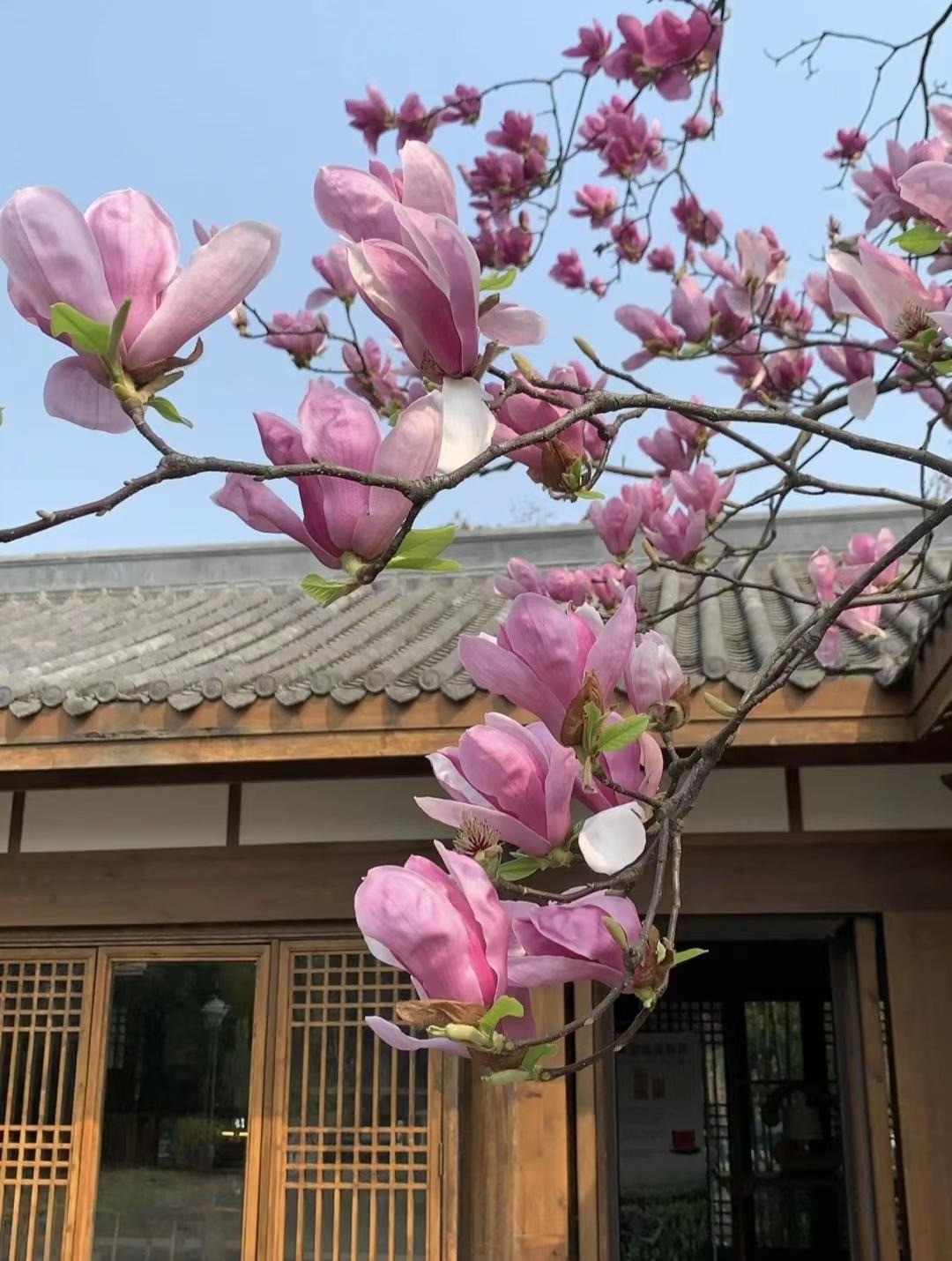 Nhà có sân, trồng ngay 6 cây cảnh này, 4 mùa đẹp như tranh vẽ, gia đình thịnh vượng, may mắn-7