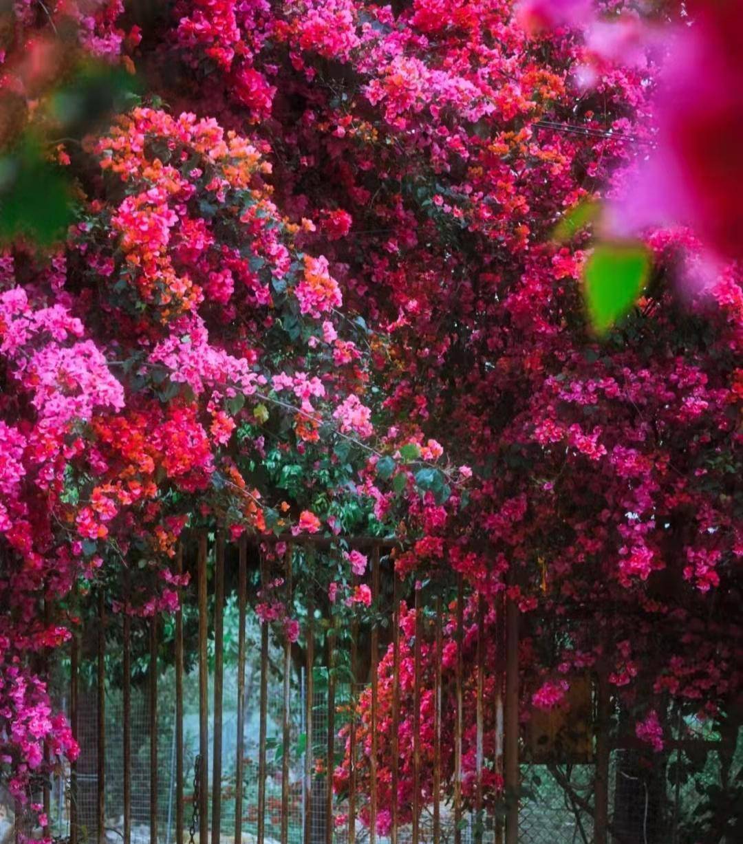 Nhà có sân, trồng ngay 6 cây cảnh này, 4 mùa đẹp như tranh vẽ, gia đình thịnh vượng, may mắn-10