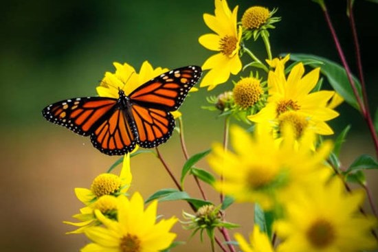 Chàng trai cưới quý cô sinh tháng Âm lịch này sẽ có hôn nhân mỹ mãn, gia đình phúc khí, thịnh vượng