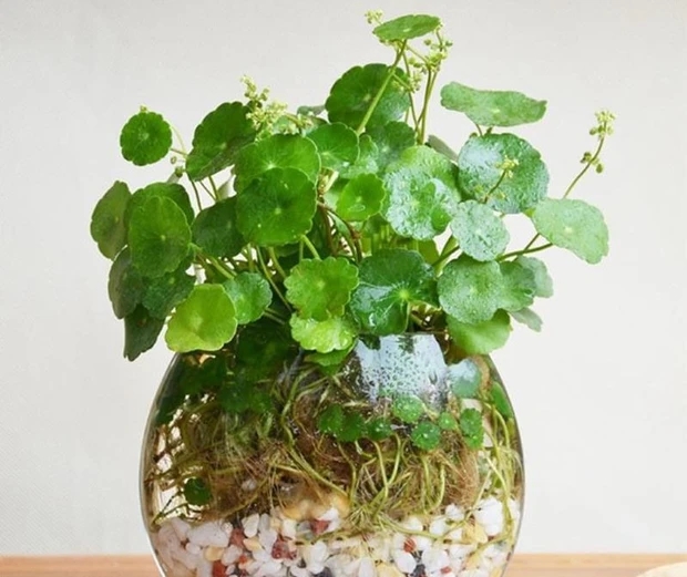 3 cây cảnh cực hiếm nở hoa, hễ nở là báo điềm gở, gia chủ đại hạn-1