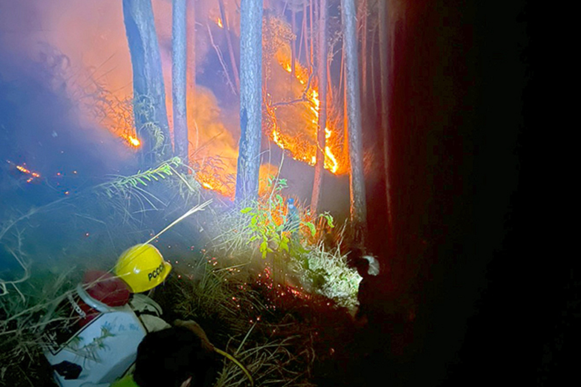 Rừng thông Đà Lạt cháy thêm hơn 3ha-2