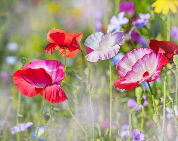 Tử vi tuần mới 10/4 - 16/4/2023: Tuổi Tý sự nghiệp khởi sắc, tuổi Tuất tiền đổ về túi-1