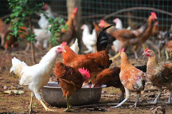 Bị kết án tù vì hù dọa 1.100 con gà của hàng xóm đến chết-1