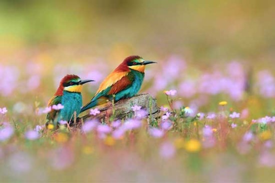 Giai đoạn xuân hè, 4 con giáp đón điều tốt lành, phúc khí ngày càng vượng, phát tài phát lộc