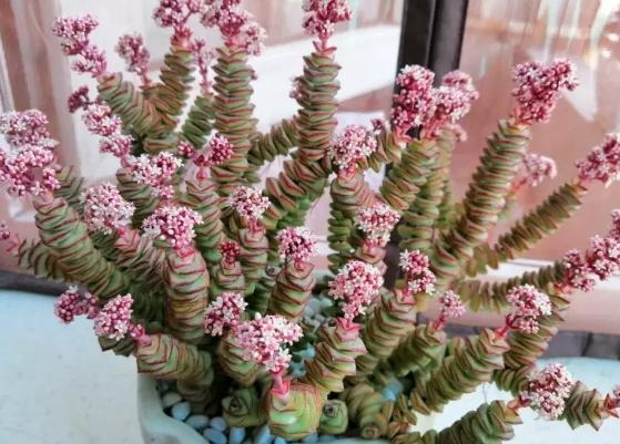 6 cây cảnh tụ tài, trồng trong nhà chiêu tài, rước lộc, lười nuôi phú quý, chăm chỉ nuôi chết-8