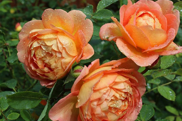 Tử vi ngày 11/4/2023: Tuổi Thìn bài học đắt giá, tuổi Dậu tài lộc rực rỡ-4