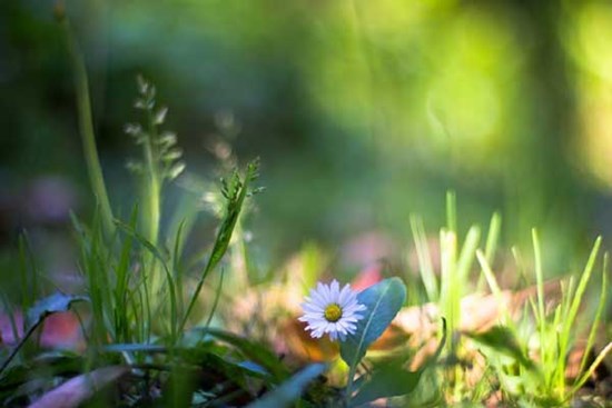 Tử vi ngày 11/4/2023: Tuổi Thìn bài học đắt giá, tuổi Dậu tài lộc rực rỡ