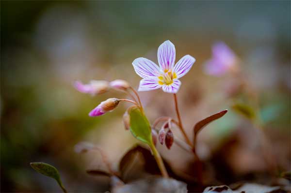 Tử vi ngày 11/4/2023: Tuổi Thìn bài học đắt giá, tuổi Dậu tài lộc rực rỡ-2