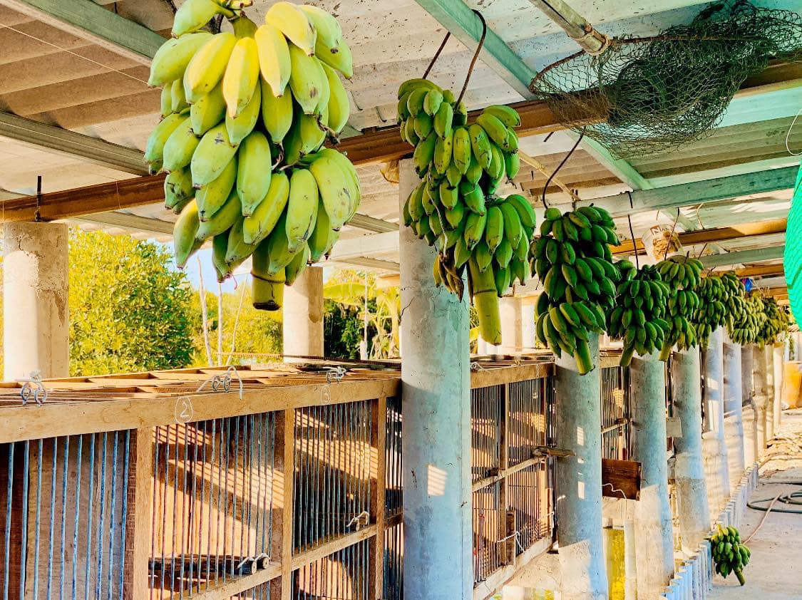 Hé lộ lí do Quách Ngọc Ngoan nợ nần đầm đìa dù sở hữu trang trại chục tỷ-3
