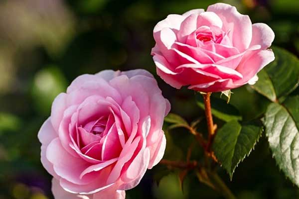 Trung tuần tháng 4, 3 con giáp đón Thần Tài, rước quý nhân, kiếm tiền về đầy túi-1