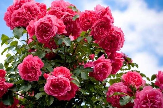 Trung tuần tháng 4, 3 con giáp đón Thần Tài, rước quý nhân, kiếm tiền về đầy túi