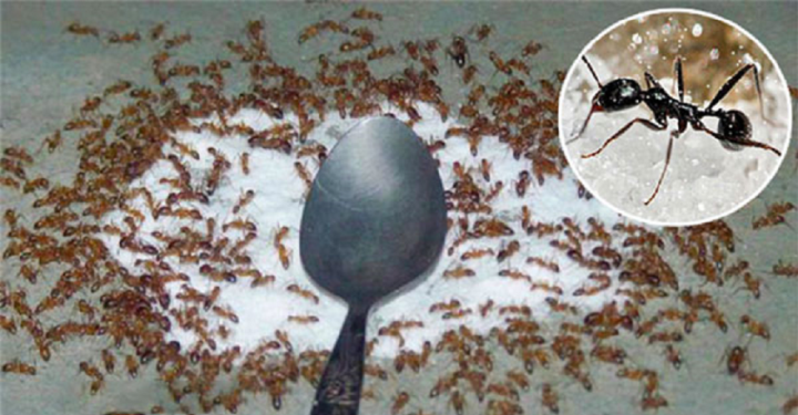 Mẹo đuổi sạch kiến khỏi lọ đường nhanh chóng, hiệu quả-1
