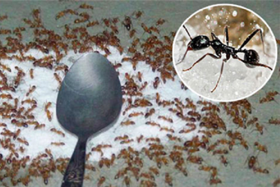 Mẹo đuổi sạch kiến khỏi lọ đường nhanh chóng, hiệu quả