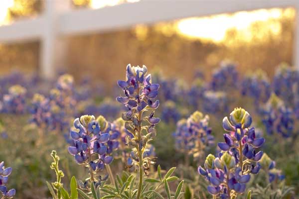 Tử vi ngày 12/4/2023: Tuổi Mão ăn nên làm ra, tuổi Tỵ kẻ xấu rình rập-1