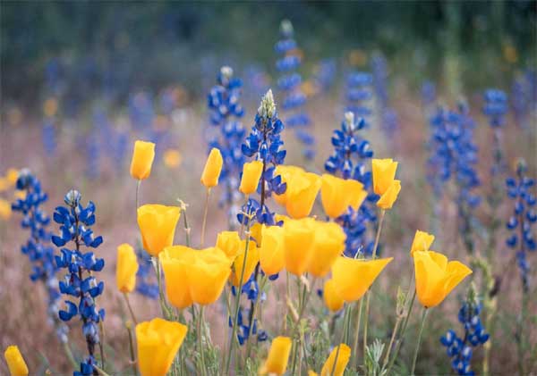 Tử vi ngày 12/4/2023: Tuổi Mão ăn nên làm ra, tuổi Tỵ kẻ xấu rình rập-3