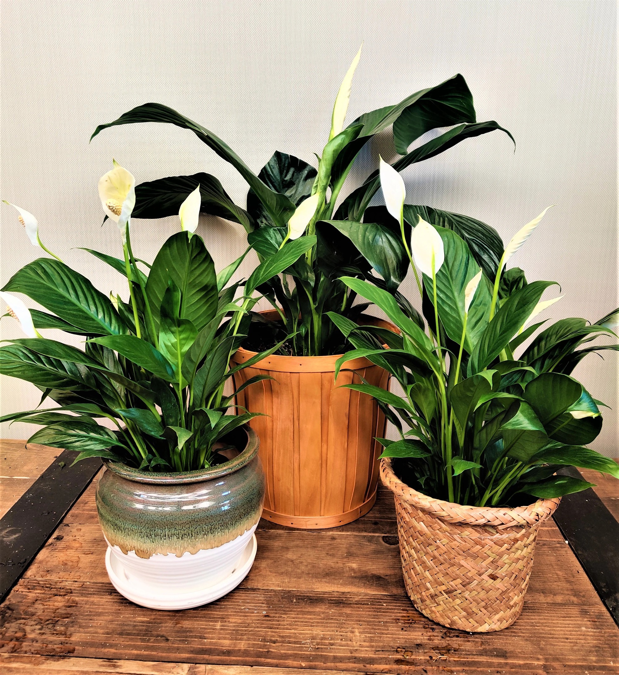 5 loại cây cảnh ngăn ngừa nấm mốc và giúp bầu không khí trong lành-1