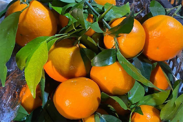 Ngon hơn quýt Úc, cam Ôn Châu có giá rẻ bất ngờ tại chợ đầu mối-1