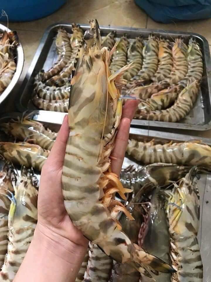 Loại tôm siêu to khổng lồ” chỉ 8 con được 1 cân, giá bán hơn nửa triệu/kg-1