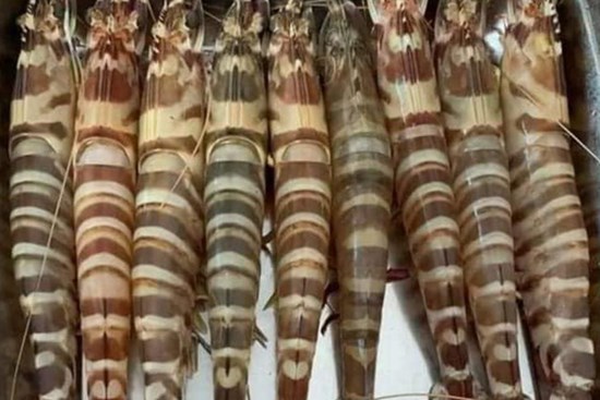 Loại tôm “siêu to khổng lồ” chỉ 8 con được 1 cân, giá bán hơn nửa triệu/kg