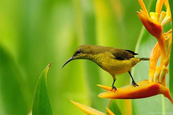 Tử vi ngày 13/4/2023: Tuổi Ngọ nên nhìn đa chiều, tuổi Thân chớ có tham lam-4