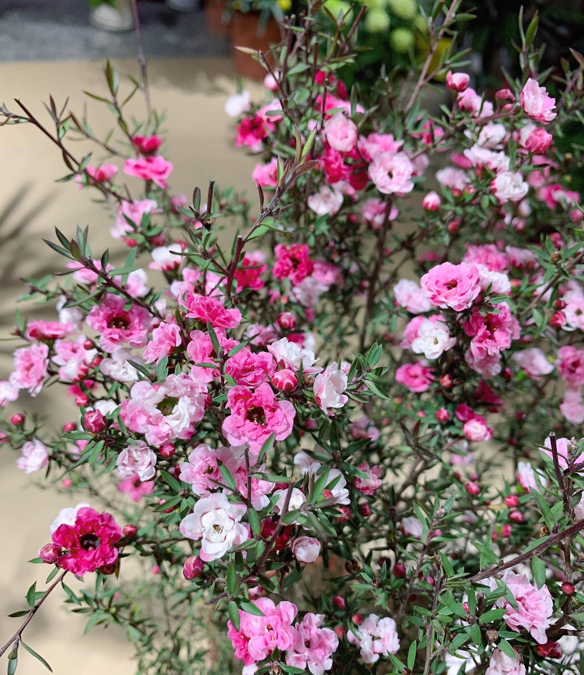 6 cây cảnh chạm đất là nở hoa, trăm bông trên một nhánh, ngàn bông trong một chậu-2