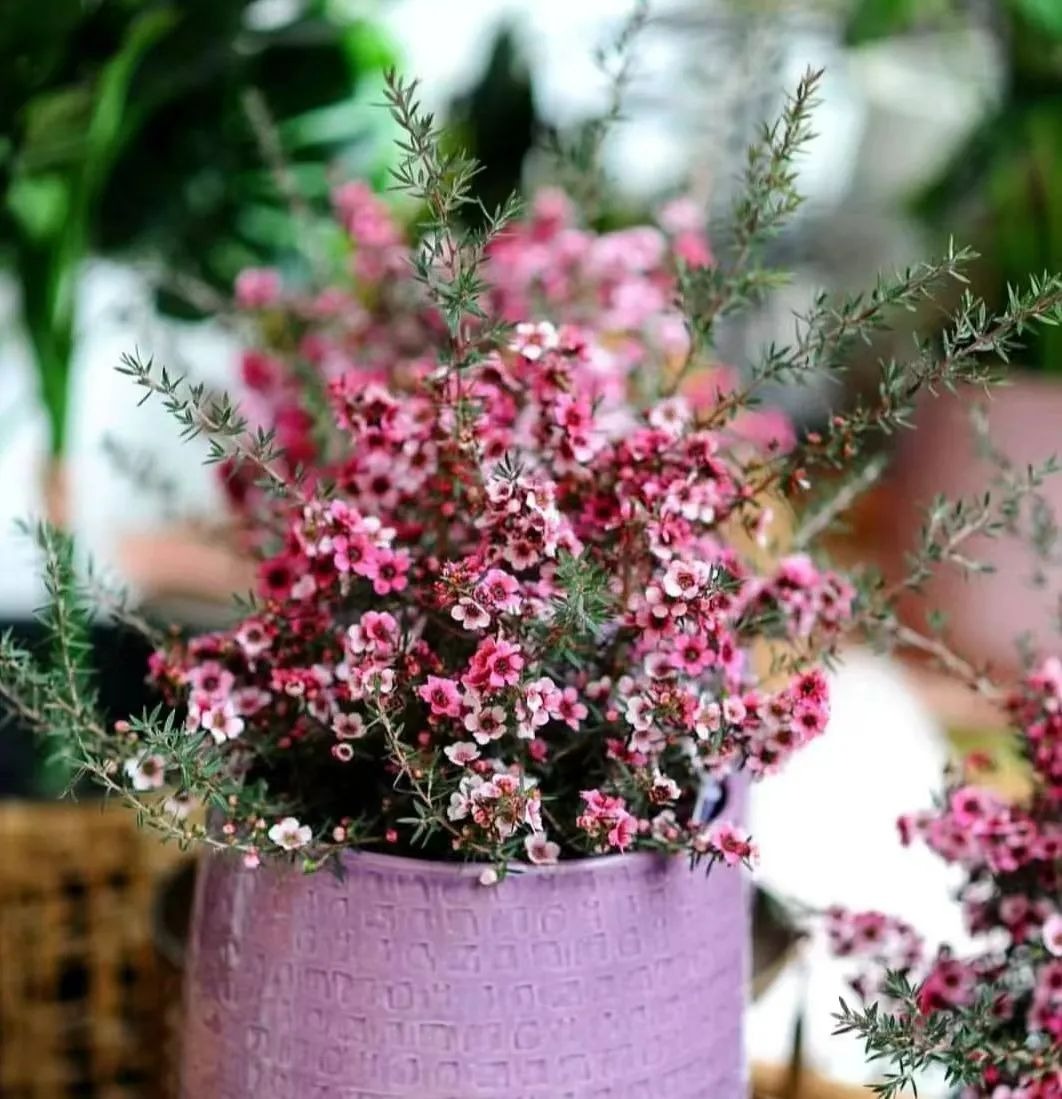 6 cây cảnh chạm đất là nở hoa, trăm bông trên một nhánh, ngàn bông trong một chậu-3