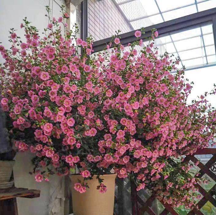 6 cây cảnh chạm đất là nở hoa, trăm bông trên một nhánh, ngàn bông trong một chậu-4