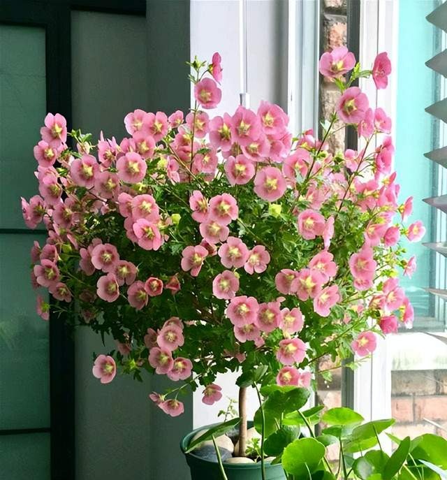 6 cây cảnh chạm đất là nở hoa, trăm bông trên một nhánh, ngàn bông trong một chậu-5