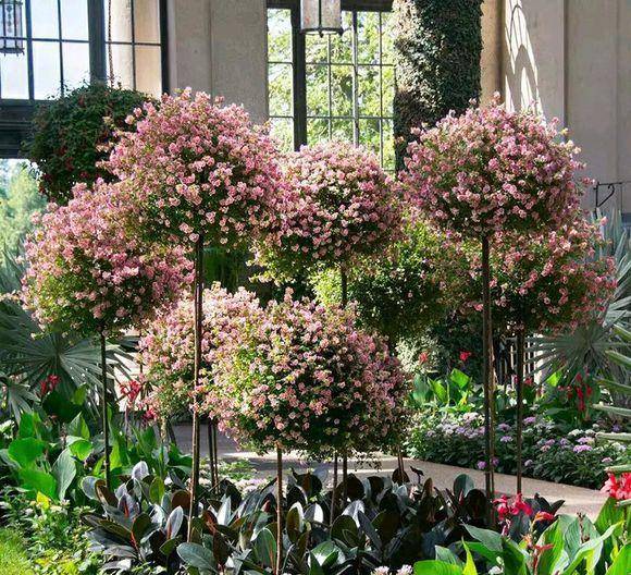 6 cây cảnh chạm đất là nở hoa, trăm bông trên một nhánh, ngàn bông trong một chậu-6